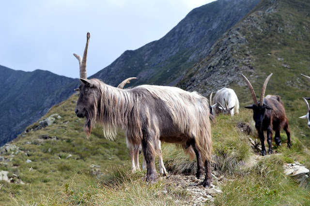 montagna vicino a milano val brembana escursioni