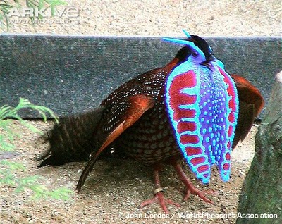  Temminck’s Tragopan