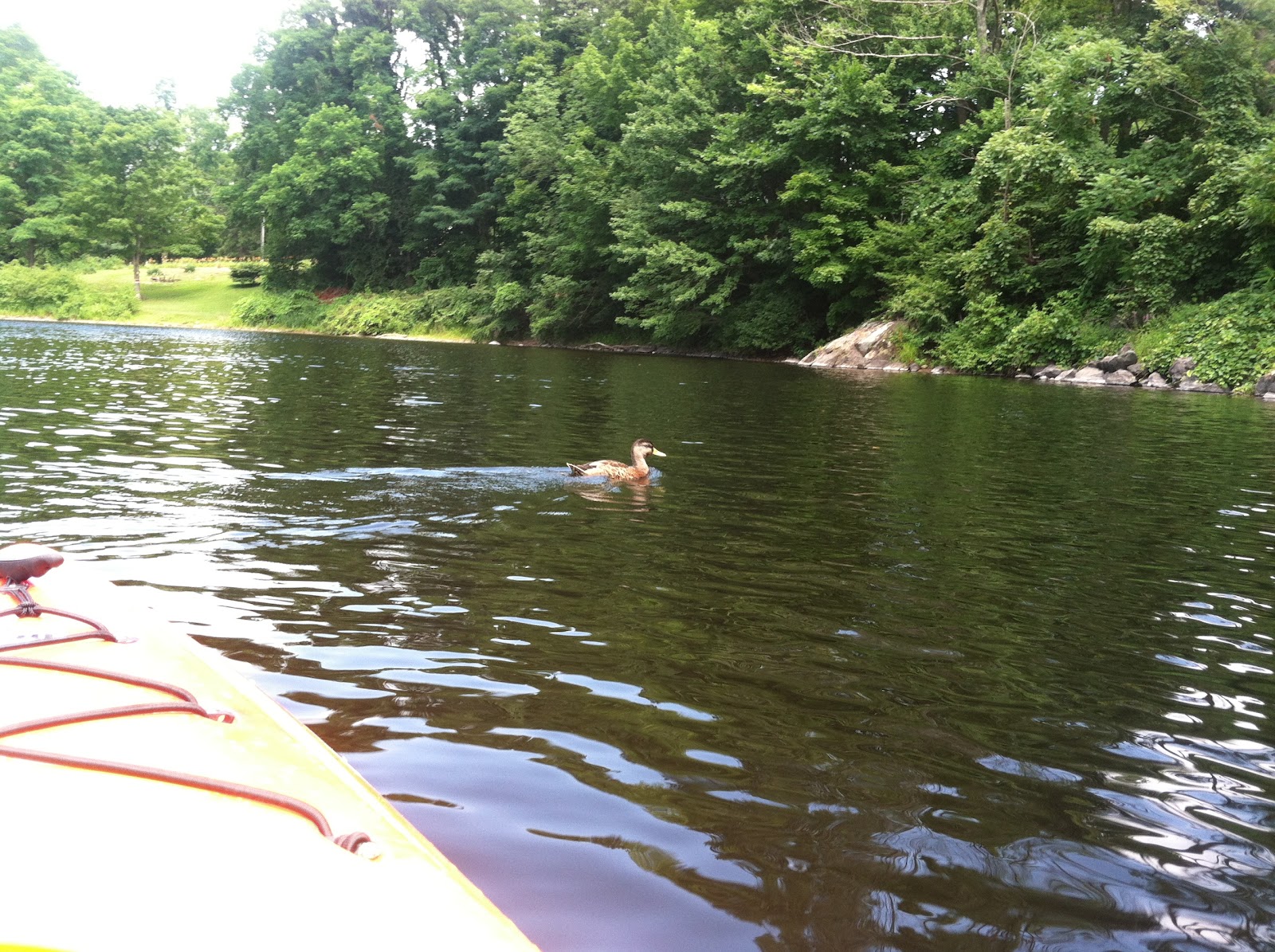 Stefcations: Kayaking on the Farmington River - Collinsville, Conn.