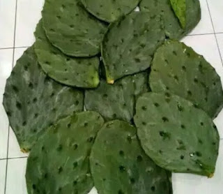 kaktus-centong-impor.jpg