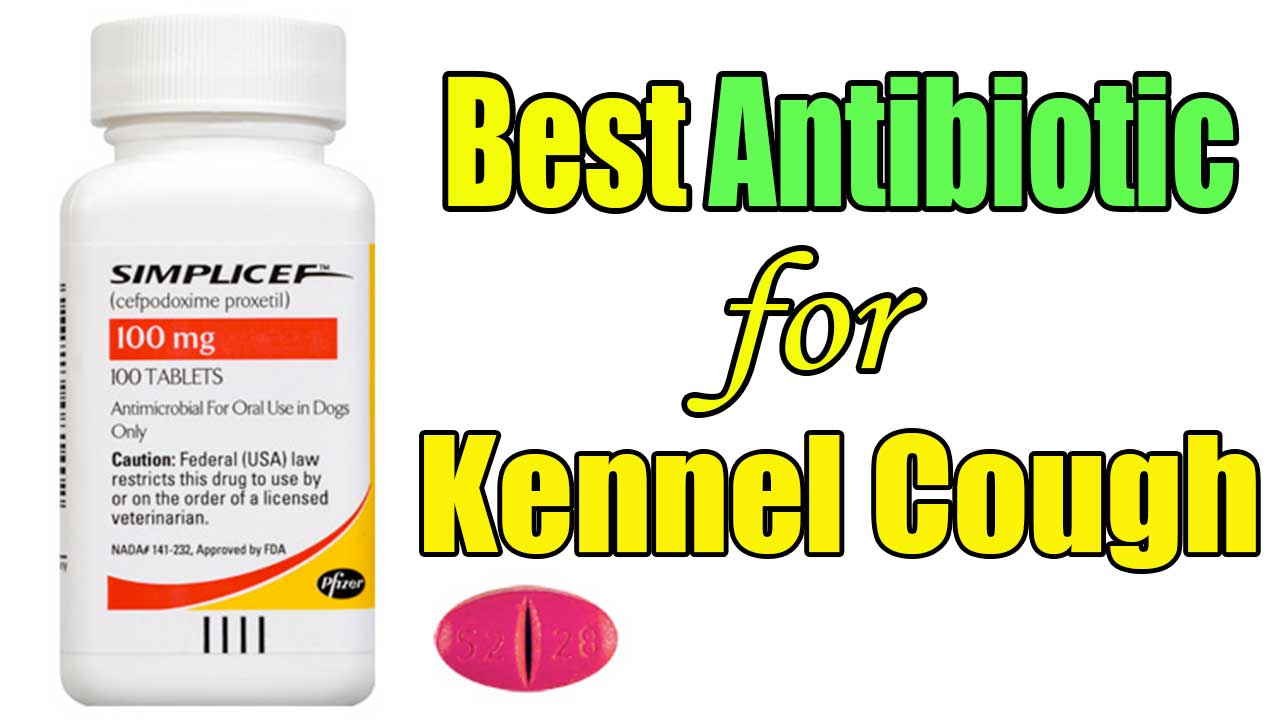 Can Simplicef Be Used For Kennel Cough In Dogs?