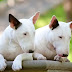 12 Reasons to Choose a Bull Terrier