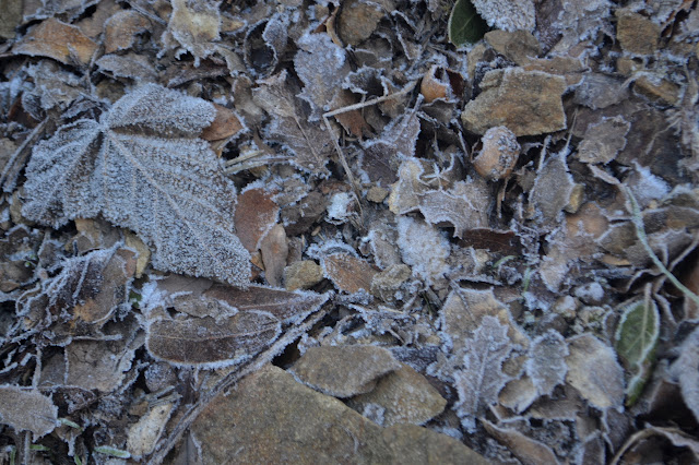 frost on fall leaves