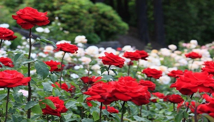 Contoh Deskripsi Singkat Bunga Mawar Dalam Bahasa Inggris Dan Artinya Bahasa Inggris Xyz