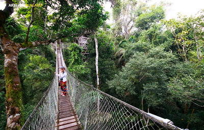 Canopy en Inkaterra: Caminando entre los Arboles Amazónicos : Viajes ...