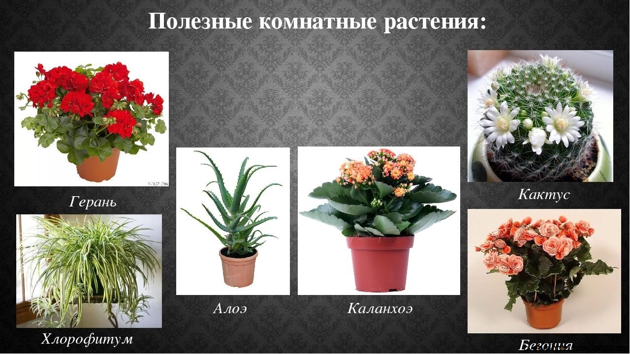 Комнатные цветы полезные для дома и здоровья