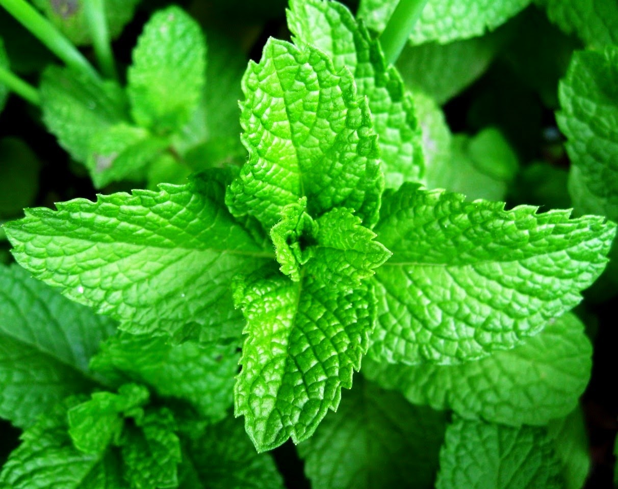 Hortelãpimenta Ganda Noia Hortelãpimenta Ganda Noia