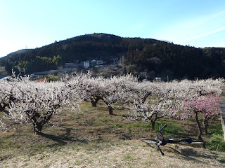 越生梅林