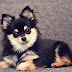 14 Dogs Mixed With Chihuahuas