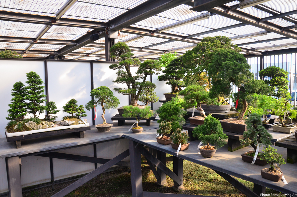 Bonsai Living Art Crespi Bonsai