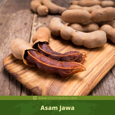 Asam Jawa