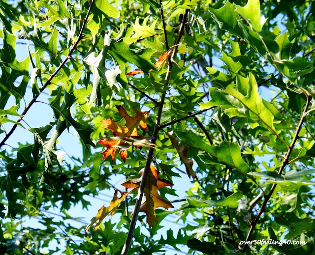 Whispers of Autumn