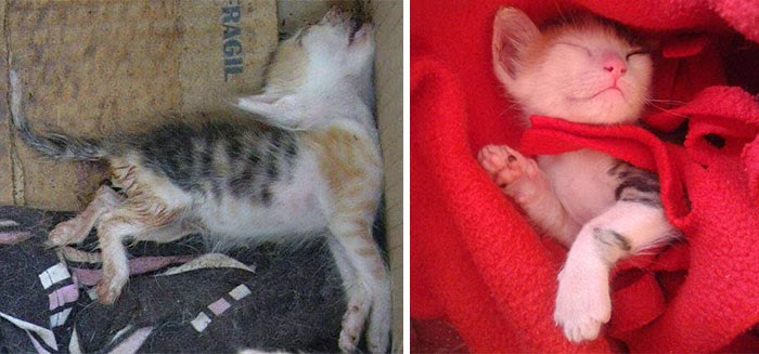 πριν και μετά διάσωση γατάκια 