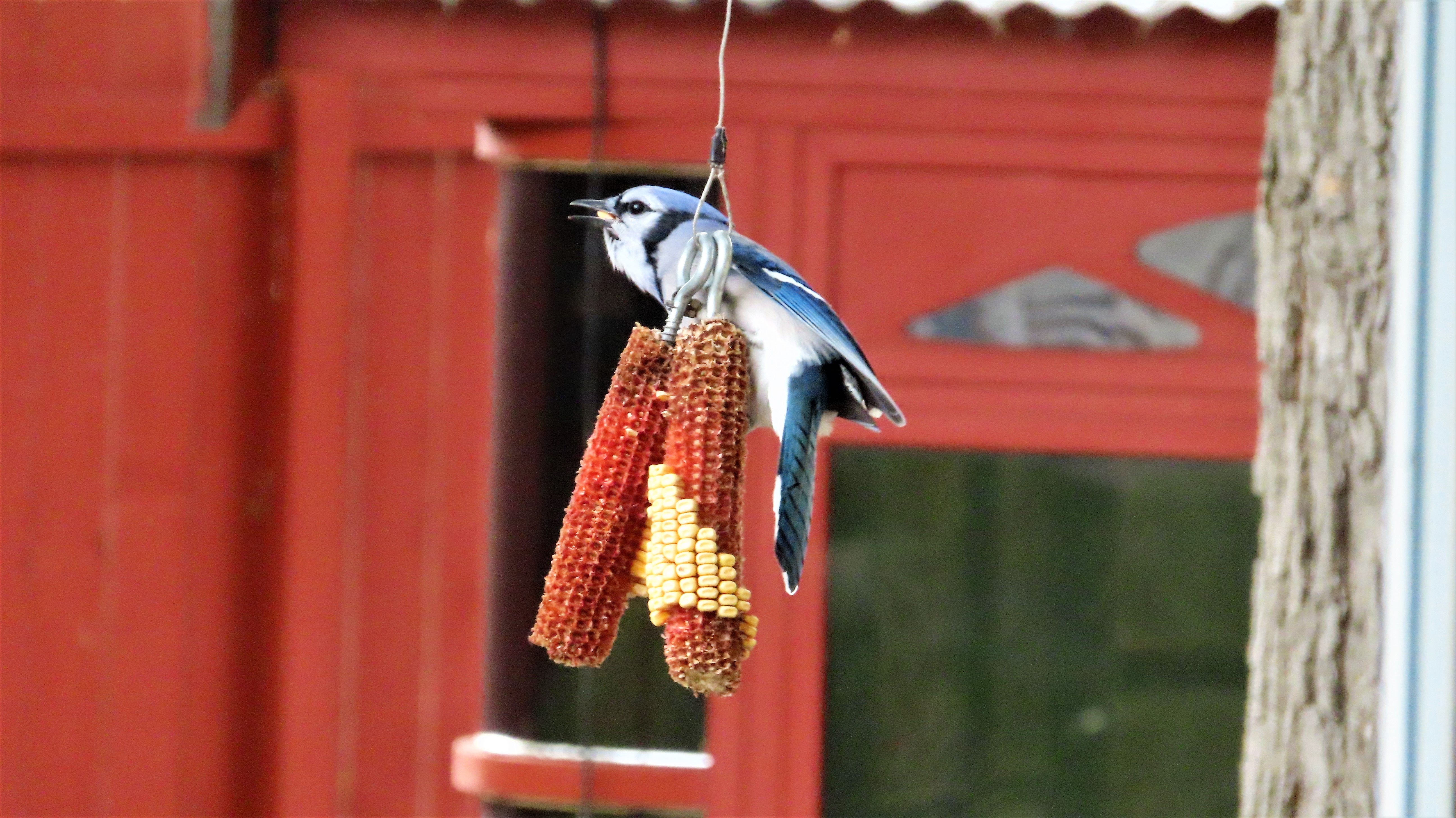Todd Swank Boiling Springs in Savage, Minnesota