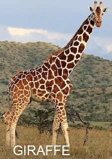 African Giraffe