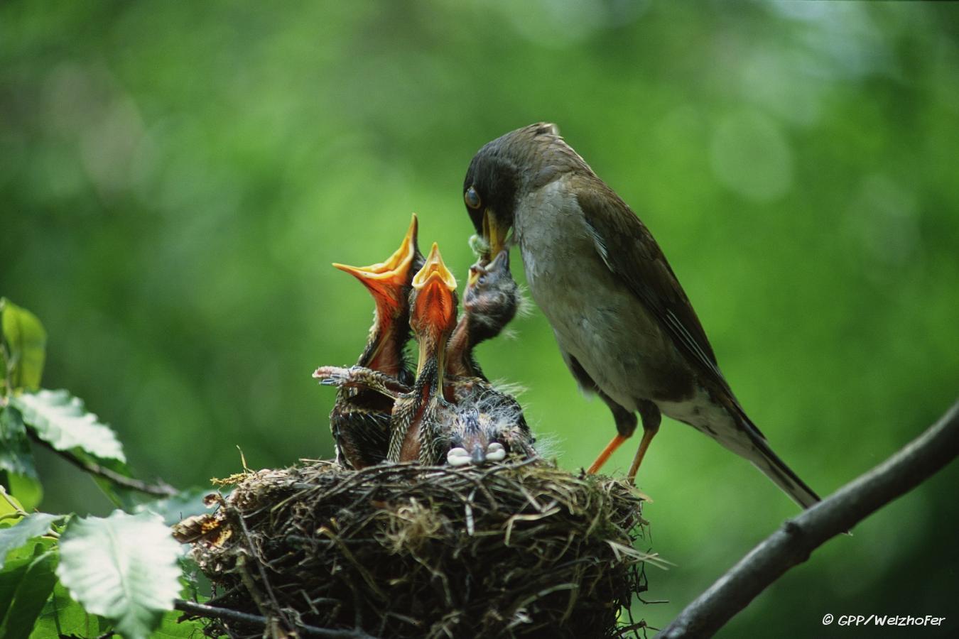 Martin Family Moments: Mama Bird