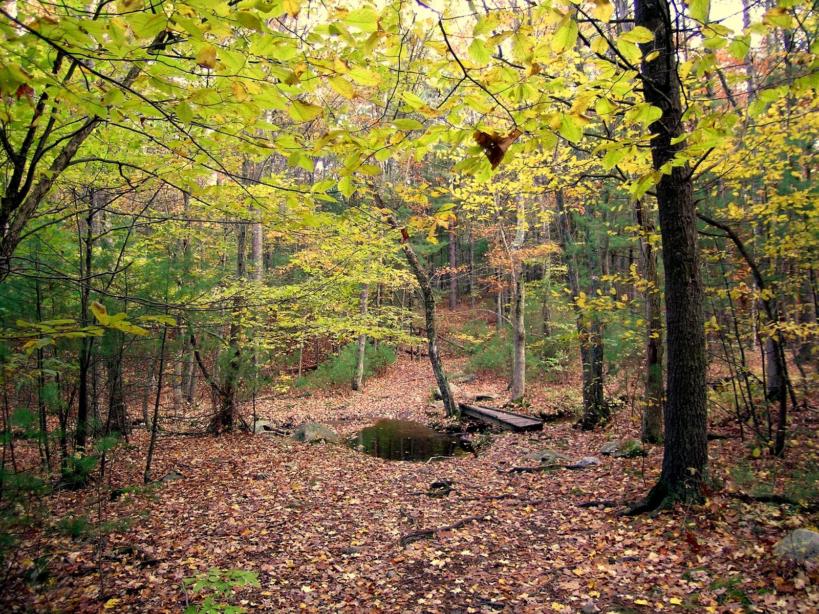 Recollecting Nemasket The Pratt Farm as Aboretum