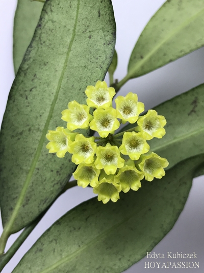 Hoya amicabilis