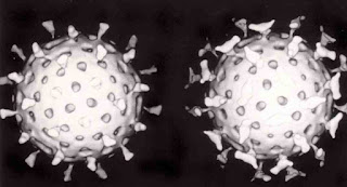 İki rotavirüs
