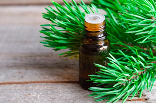 Manfaat minyak pinus pine oil untuk basmi kuman dan virus