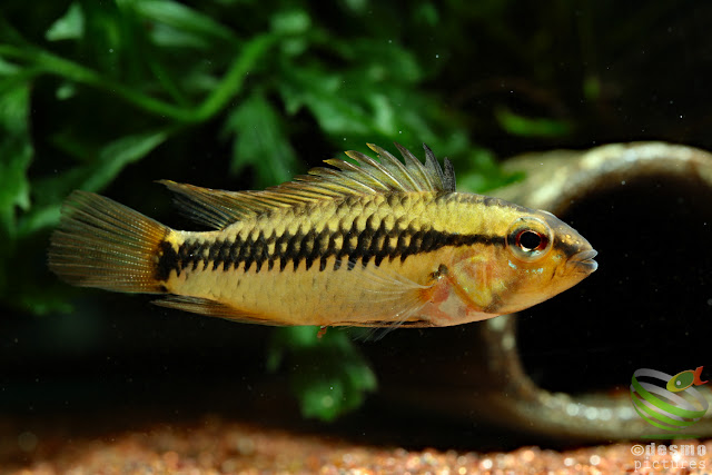 Apistogramma sp. cuiari