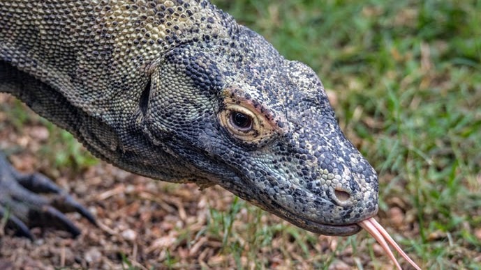 Komodo hidup di pulau komodo yang terdapat di wilayah