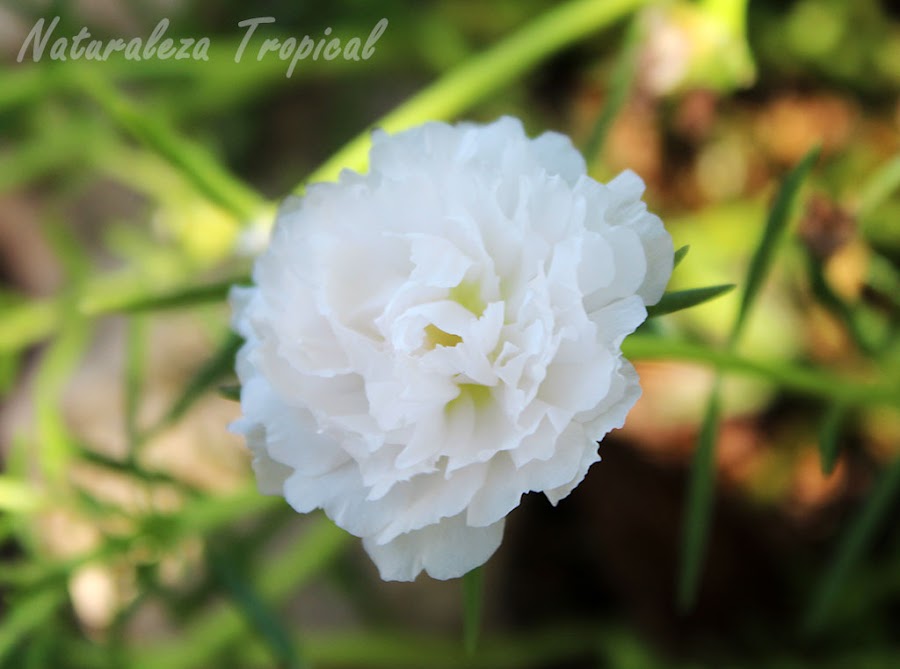 Variedad blanca de la flor de la planta Diez del Día o Diez de la Mañana, Portulaca pilosa