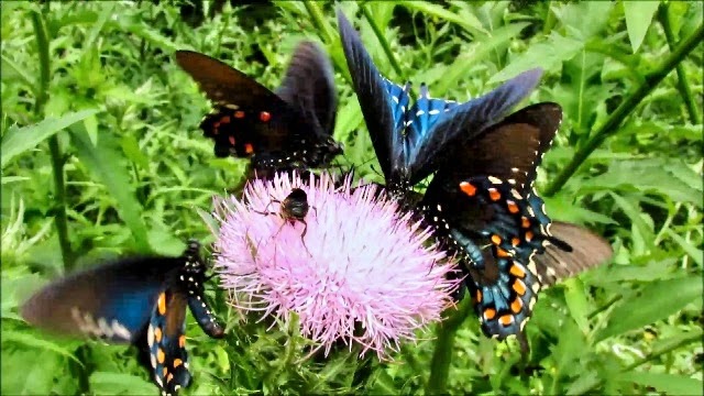 Pipevine Swallowtail Butterfly Feeding Frenzy