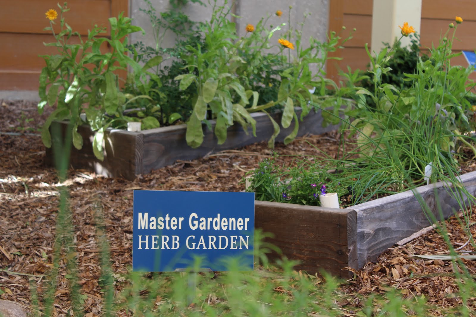 Star Nursery Blog: Stunning Herb Garden Ideas You'll Want to Steal
