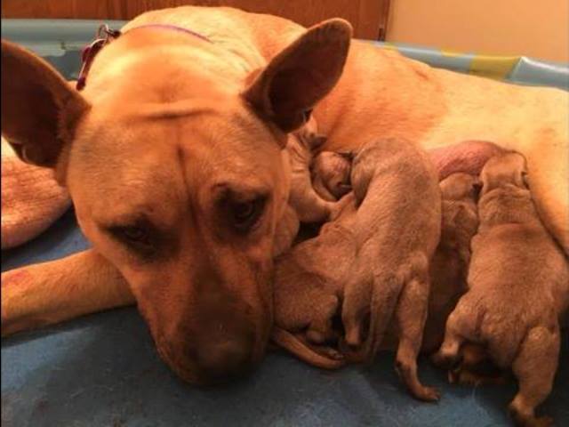 Спасая собаку от усыпления, мужчина спас еще шесть щенков