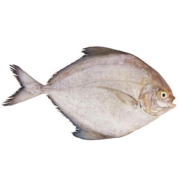 fish in marathi