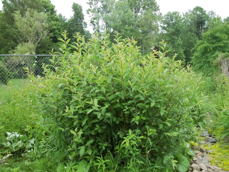 Jardim do glÃ³ria: plantas pessoas vs