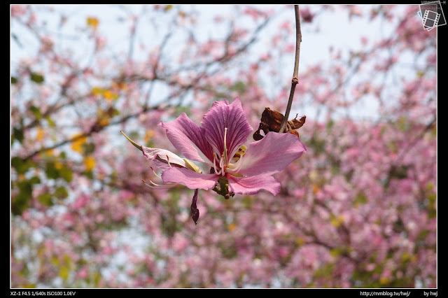 2016-04-09虎尾148縣道木棉花+虎尾高中羊蹄甲