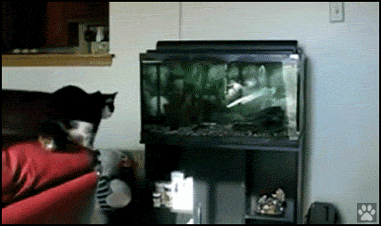 Art Cat GIF • Acrobat cat jumps on fish tank back and forth. Just amazing!