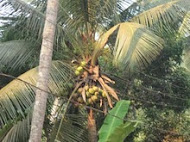 Coconut Tree