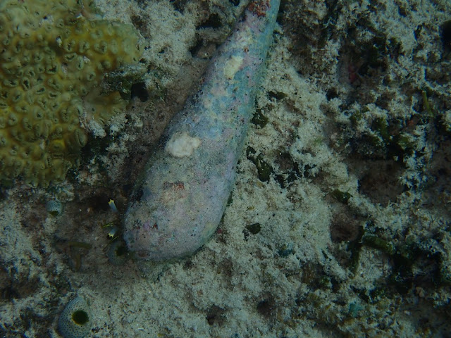 Dardanus lagopodes Dardanus lagopodes