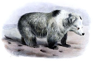 Tibet ayısı (Ursus arctos pruinosus)