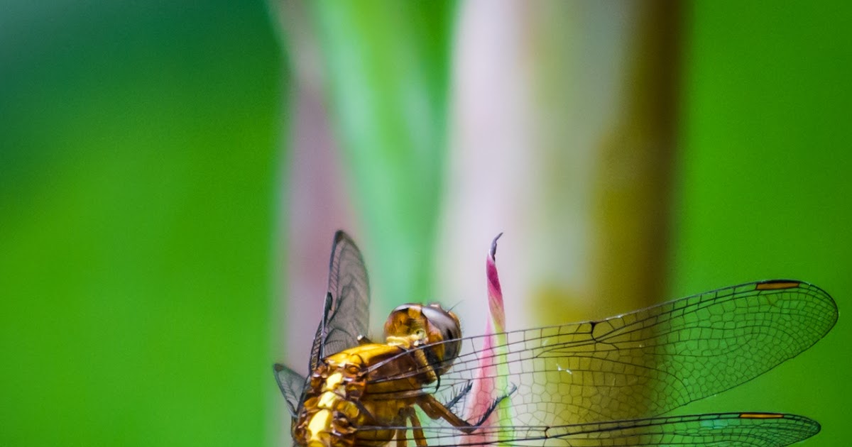 Dragonfly 2001 Екатерина