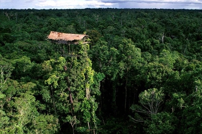 5 Daerah Indonesia Dengan Hutan Tropis Terluas Di Dunia