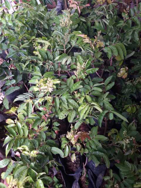 jual bibit tanaman quot samudra rejeki quot jual bibit tanaman quot samudra rejeki quot