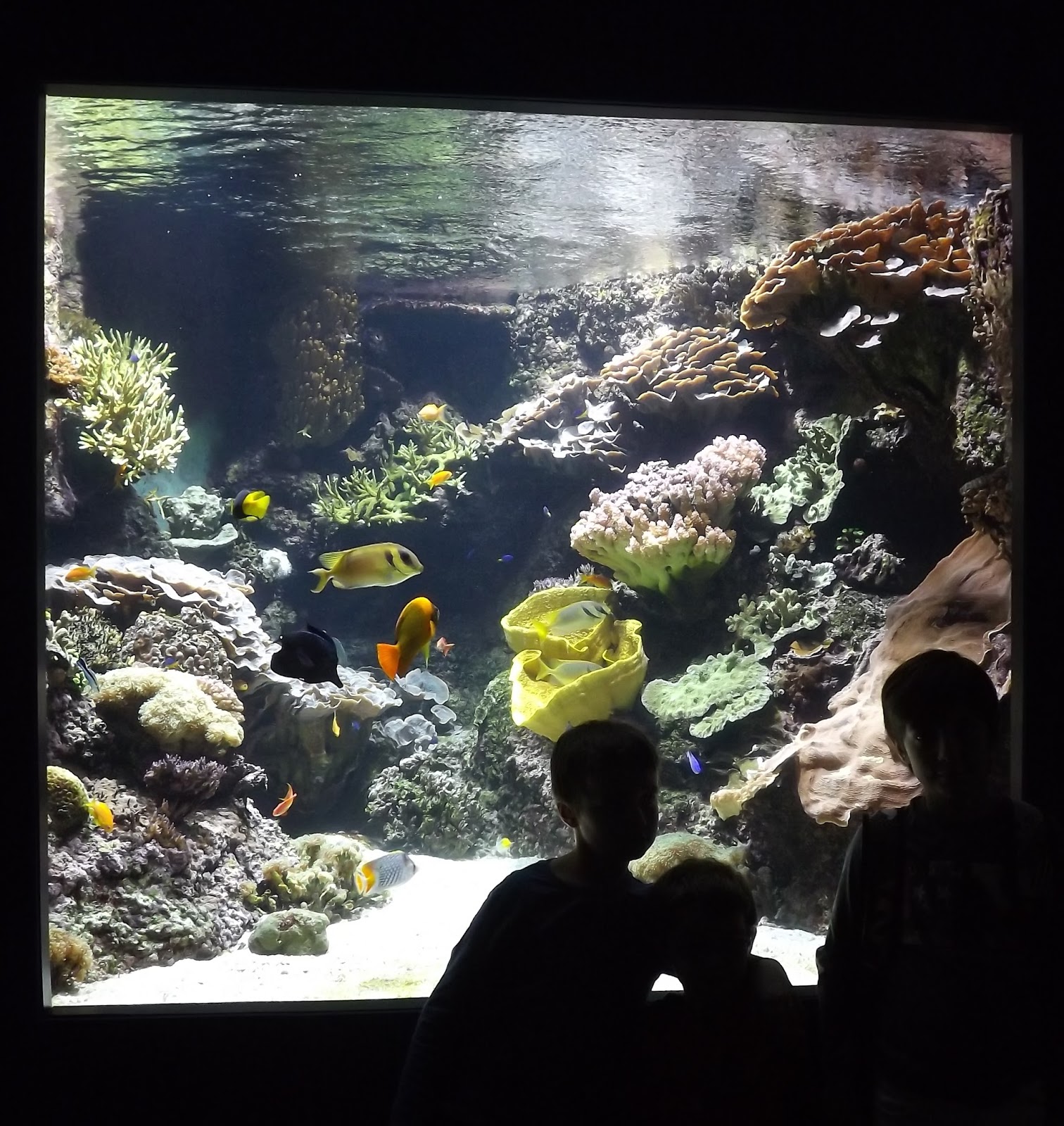Fée au Marais Une visite à l'aquarium de La Rochelle...