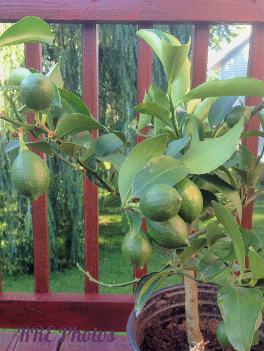 RRE Tribe & You COSTCO Lemon Tree Very Pretty