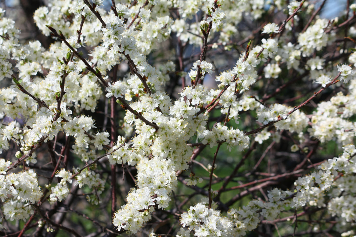 66 Square Feet (Plus) Beach plums
