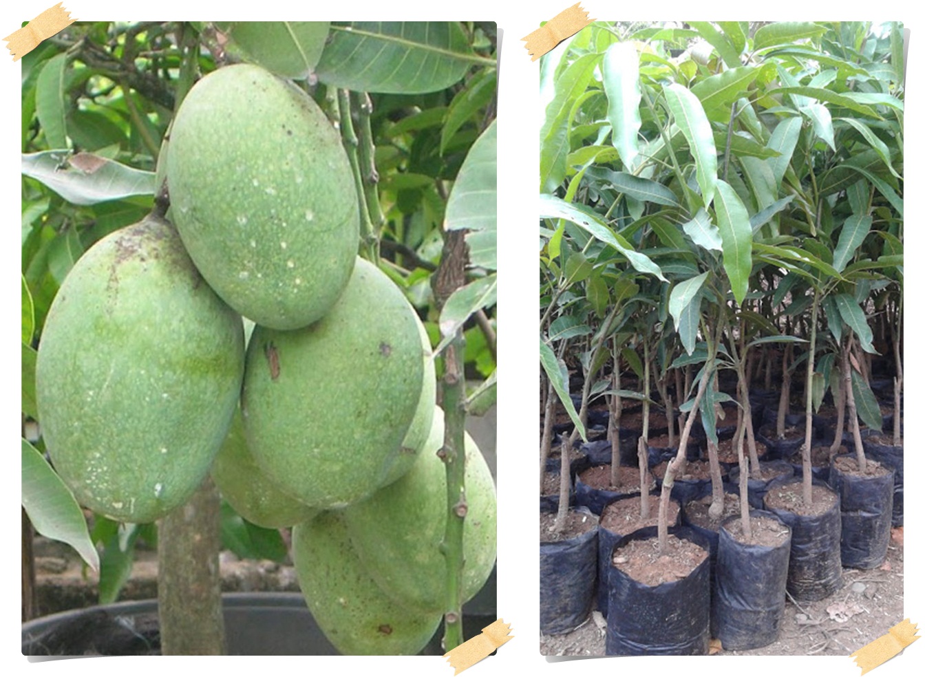 pohon buah yang cocok di tanam di pekarangan rumah halaman rumah warung bibit unggul pohon buah yang cocok di tanam di pekarangan rumah halaman rumah warung bibit unggul