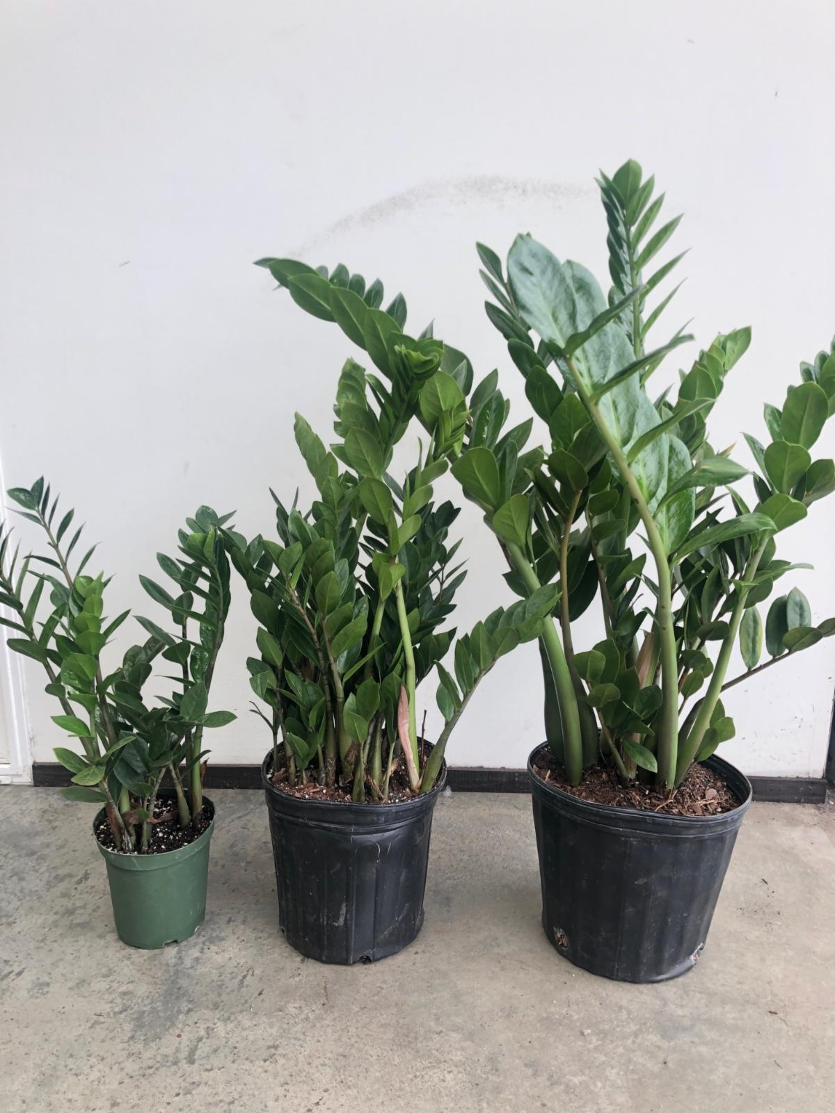 Everything Grows Spotlight ZZ Plant