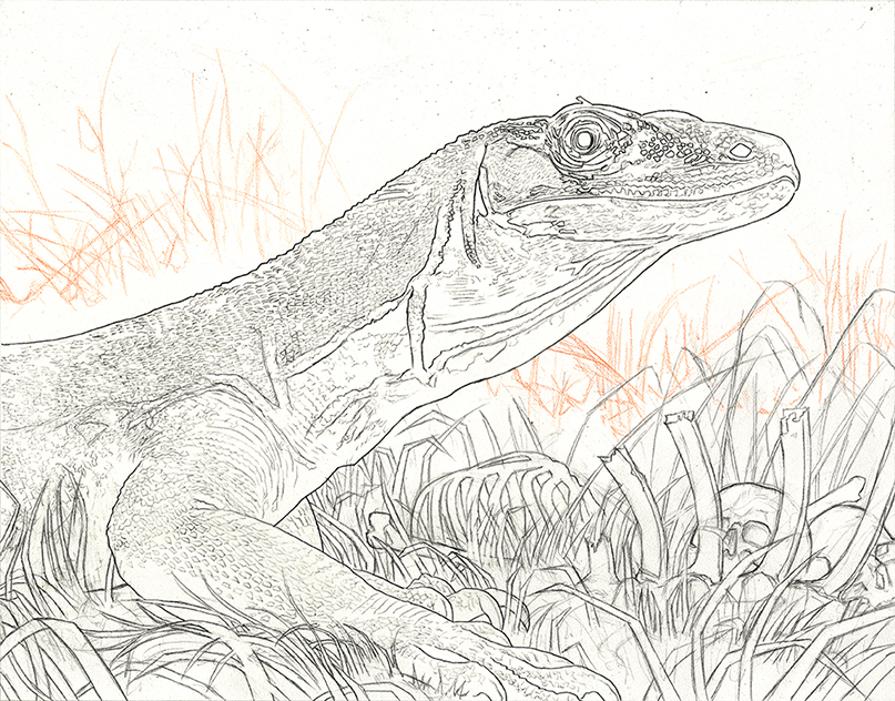 Alan Hawley Illustration: Komodo Dragon Painting