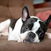 12 Signs You Are A Crazy Boston Terrier Person