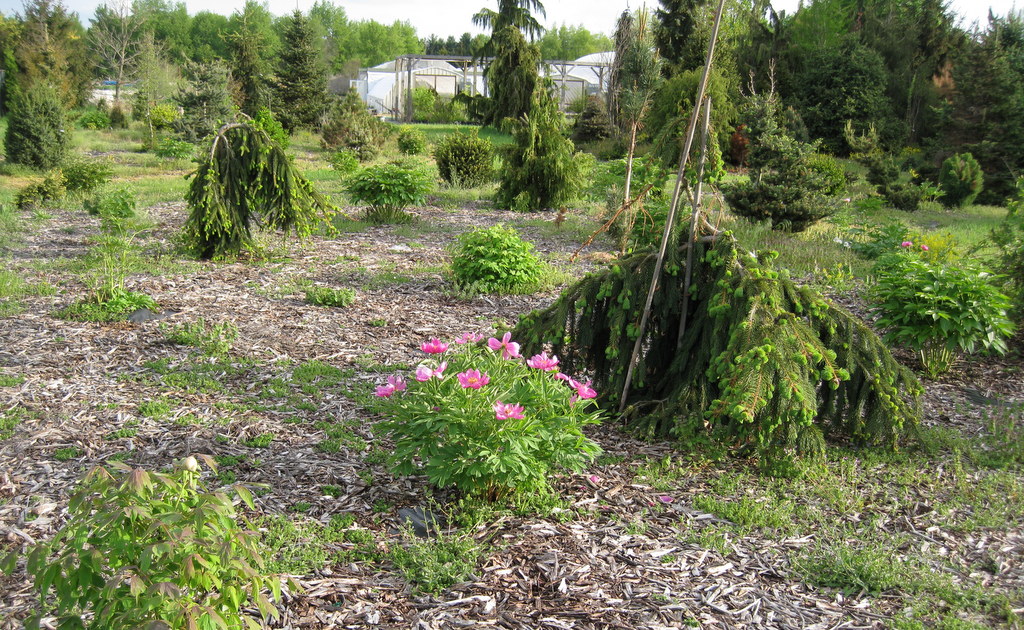 Lifestyle Garden Old Dwarf Conifers