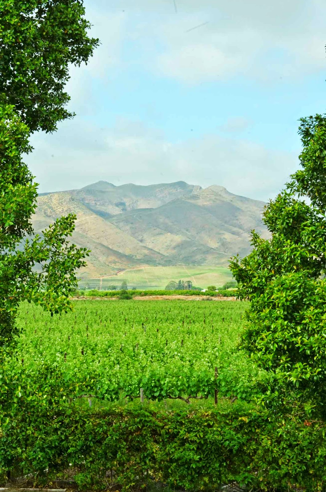 . Excelsior Wine Estate, Robertson