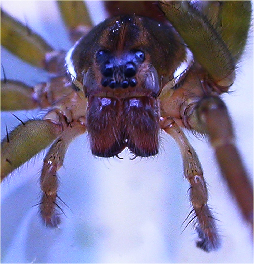 Arachnerds Wolf Spiders Pirata sp.